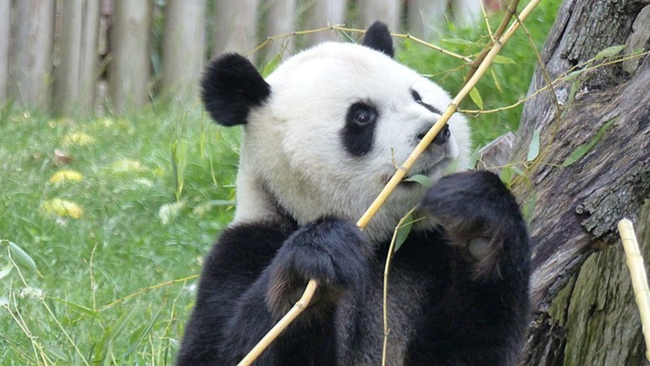 Ejemplar de oso panda del zoo de Madrid.